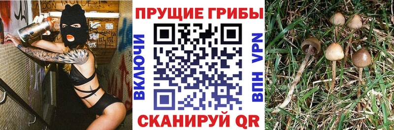 Псилоцибиновые грибы Psilocybe  мориарти формула  Ужур 